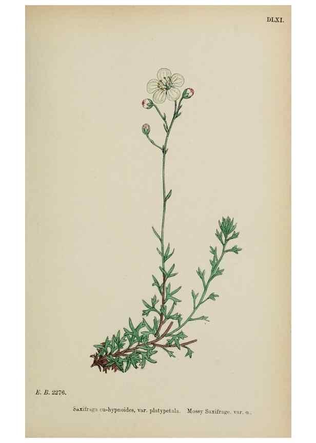 Reproducción/Reproduction 48717573167: English botany, or, Coloured figures of British plants /. London :R. Hardwicke,1863-1886.. 