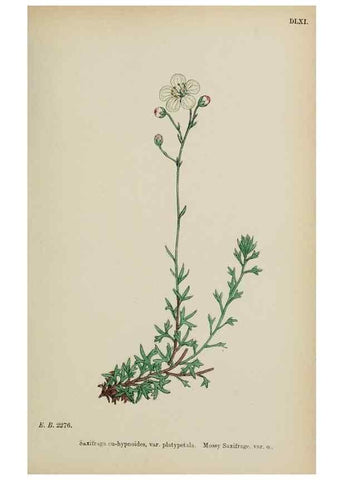 Reproducción/Reproduction 48717573167: English botany, or, Coloured figures of British plants /. London :R. Hardwicke,1863-1886.. 