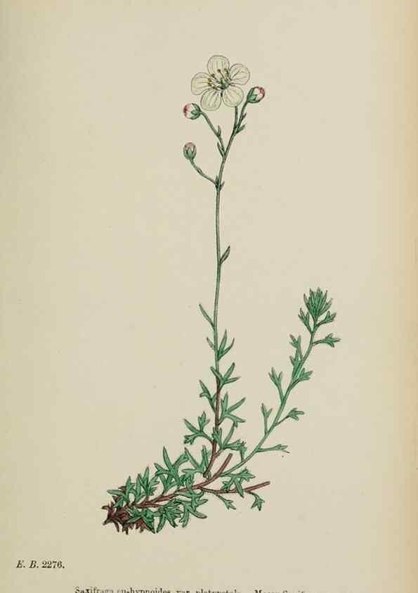 Reproducción/Reproduction 48717573167: English botany, or, Coloured figures of British plants /. London :R. Hardwicke,1863-1886.. 