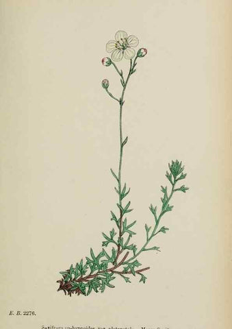 Reproducción/Reproduction 48717573167: English botany, or, Coloured figures of British plants /. London :R. Hardwicke,1863-1886.. 