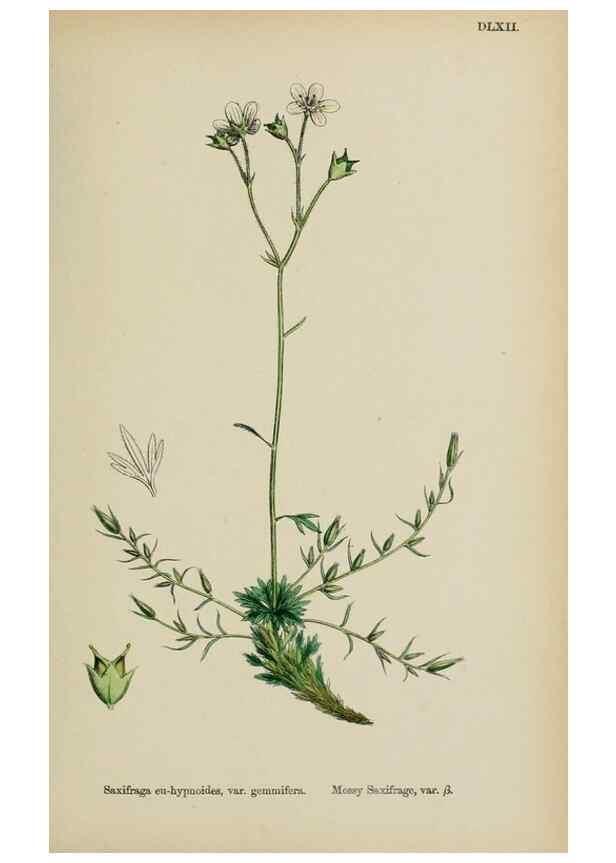 Reproducción/Reproduction 48717573447: English botany, or, Coloured figures of British plants /. London :R. Hardwicke,1863-1886.. 