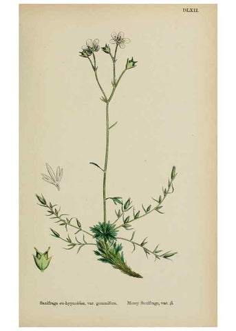 Reproducción/Reproduction 48717573447: English botany, or, Coloured figures of British plants /. London :R. Hardwicke,1863-1886.. 