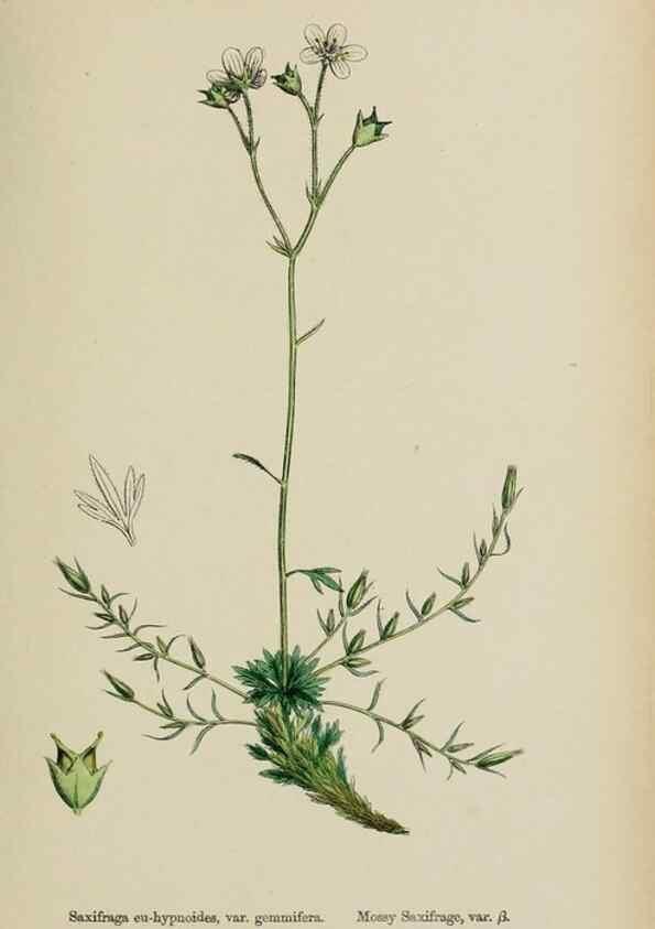 Reproducción/Reproduction 48717573447: English botany, or, Coloured figures of British plants /. London :R. Hardwicke,1863-1886.. 