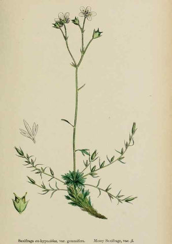 Reproducción/Reproduction 48717573447: English botany, or, Coloured figures of British plants /. London :R. Hardwicke,1863-1886.. 