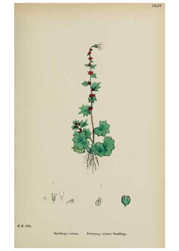 Reproducción/Reproduction 48717571197: English botany, or, Coloured figures of British plants /. London :R. Hardwicke,1863-1886.. 