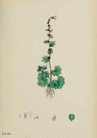 Reproducción/Reproduction 48717571197: English botany, or, Coloured figures of British plants /. London :R. Hardwicke,1863-1886.. 