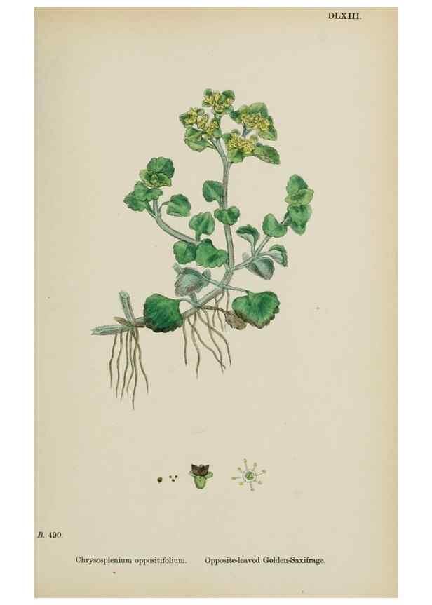 Reproducción/Reproduction 48717066303: English botany, or, Coloured figures of British plants /. London :R. Hardwicke,1863-1886.. 