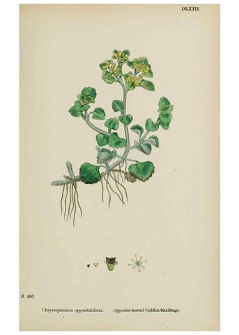 Reproducción/Reproduction 48717066303: English botany, or, Coloured figures of British plants /. London :R. Hardwicke,1863-1886.. 