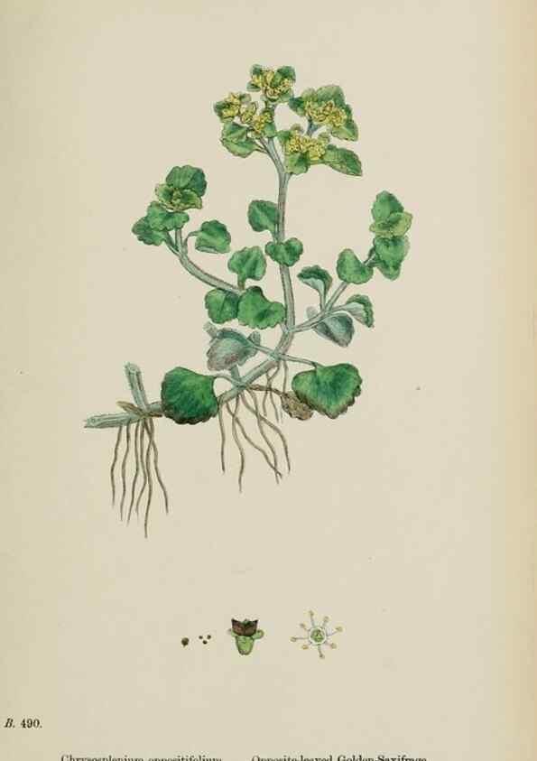 Reproducción/Reproduction 48717066303: English botany, or, Coloured figures of British plants /. London :R. Hardwicke,1863-1886.. 