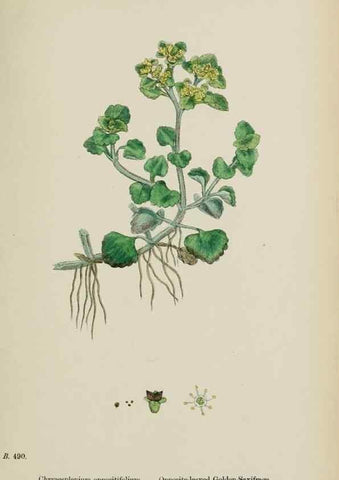 Reproducción/Reproduction 48717066303: English botany, or, Coloured figures of British plants /. London :R. Hardwicke,1863-1886.. 