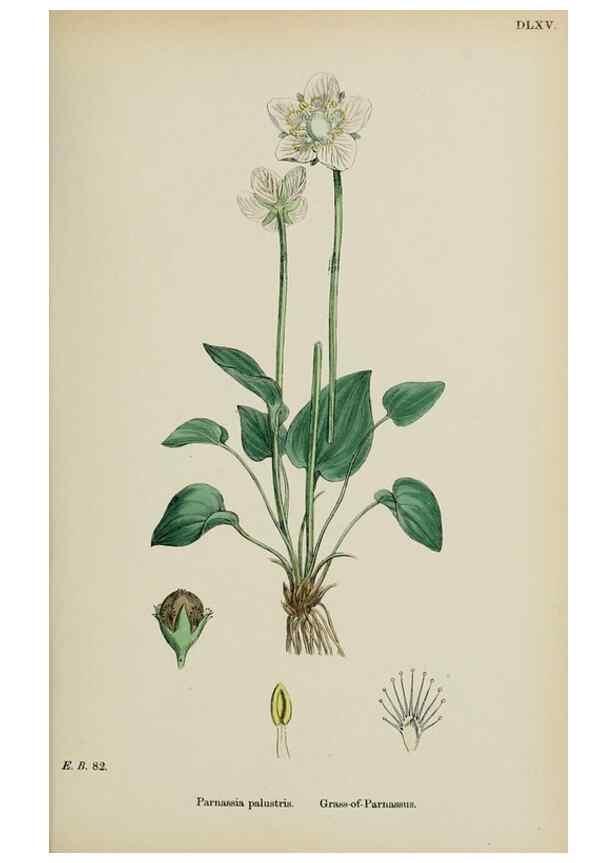 Reproducción/Reproduction 48717403041: English botany, or, Coloured figures of British plants /. London :R. Hardwicke,1863-1886.. 