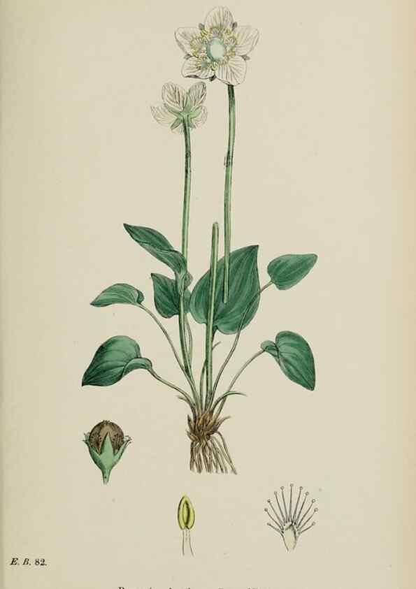 Reproducción/Reproduction 48717403041: English botany, or, Coloured figures of British plants /. London :R. Hardwicke,1863-1886.. 