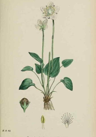 Reproducción/Reproduction 48717403041: English botany, or, Coloured figures of British plants /. London :R. Hardwicke,1863-1886.. 
