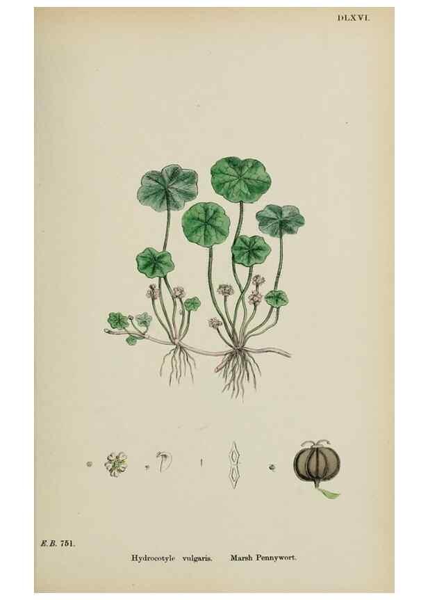 Reproducción/Reproduction 48717574952: English botany, or, Coloured figures of British plants /. London :R. Hardwicke,1863-1886.. 