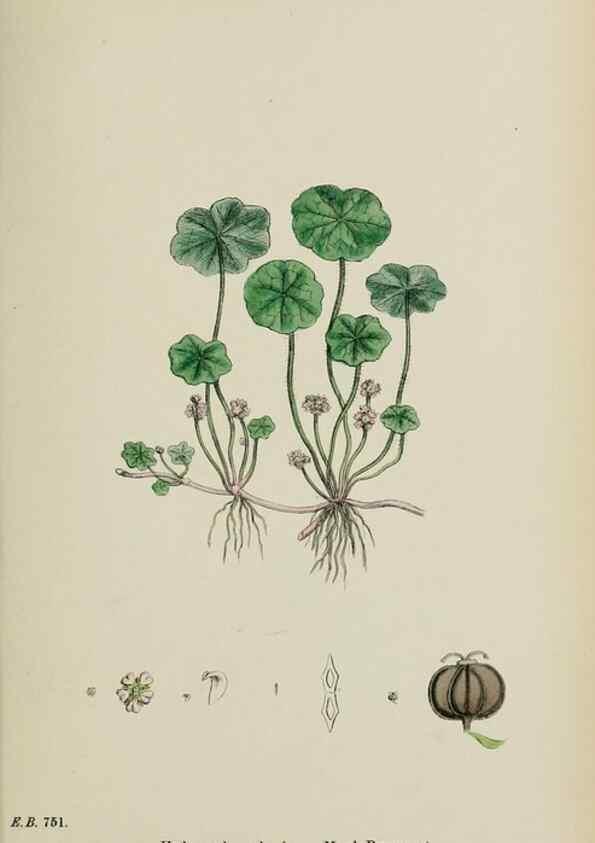 Reproducción/Reproduction 48717574952: English botany, or, Coloured figures of British plants /. London :R. Hardwicke,1863-1886.. 