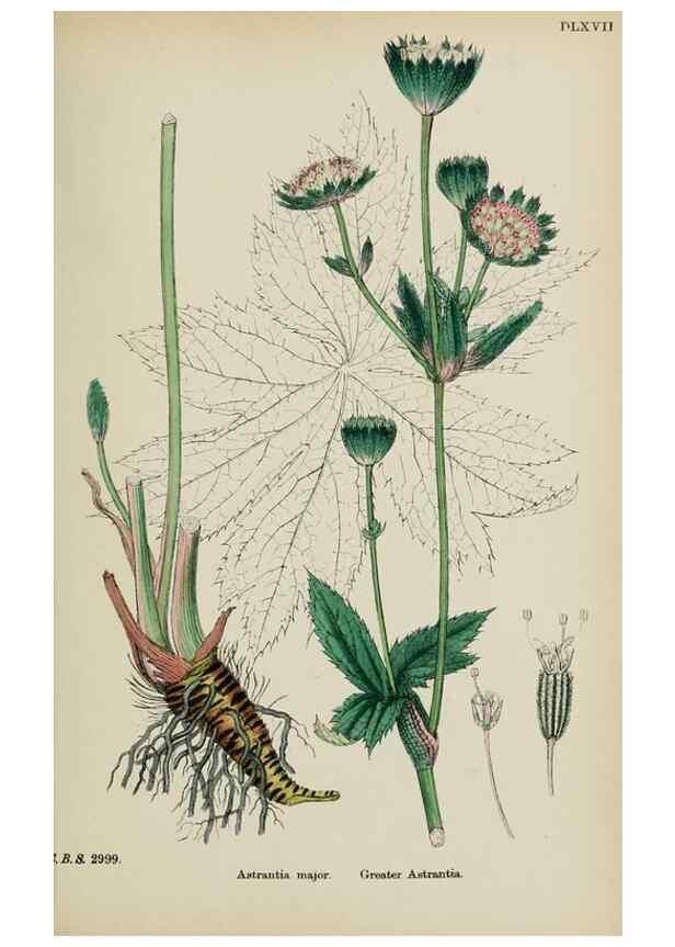 Reproducción/Reproduction 48717575262: English botany, or, Coloured figures of British plants /. London :R. Hardwicke,1863-1886.. 