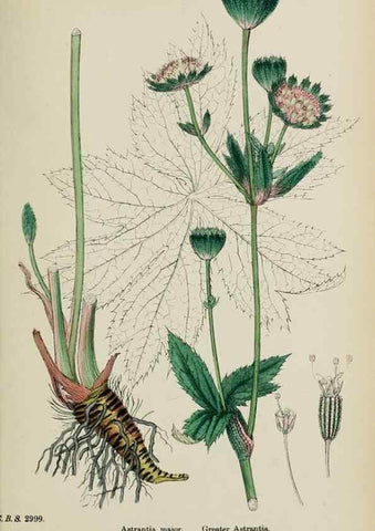 Reproducción/Reproduction 48717575262: English botany, or, Coloured figures of British plants /. London :R. Hardwicke,1863-1886.. 
