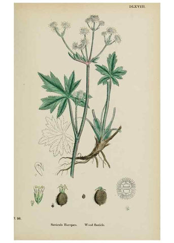 Reproducción/Reproduction 48717403876: English botany, or, Coloured figures of British plants /. London :R. Hardwicke,1863-1886.. 