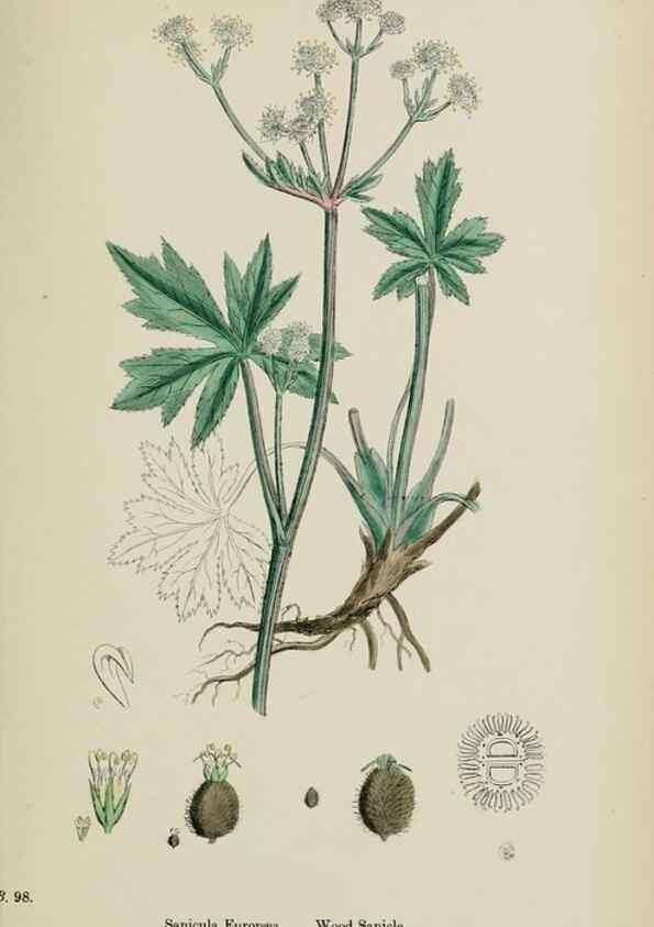 Reproducción/Reproduction 48717403876: English botany, or, Coloured figures of British plants /. London :R. Hardwicke,1863-1886.. 