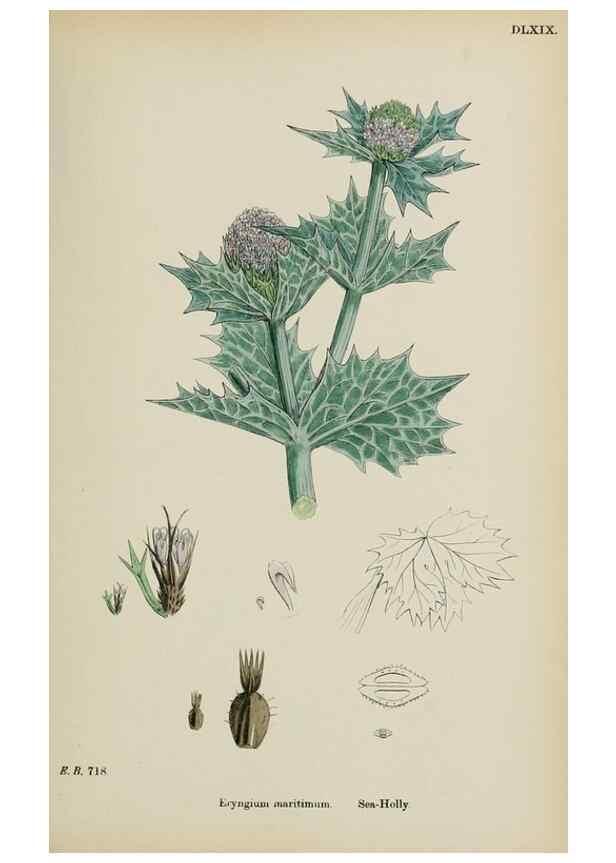 Reproducción/Reproduction 48717404246: English botany, or, Coloured figures of British plants /. London :R. Hardwicke,1863-1886.. 