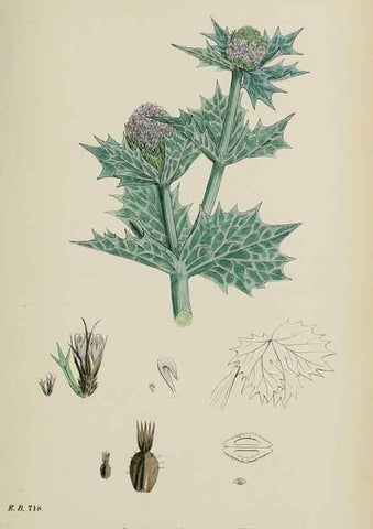 Reproducción/Reproduction 48717404246: English botany, or, Coloured figures of British plants /. London :R. Hardwicke,1863-1886.. 