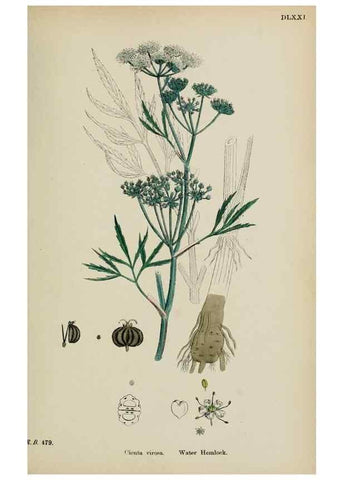 Reproducción/Reproduction 48717068748: English botany, or, Coloured figures of British plants /. London :R. Hardwicke,1863-1886.. 