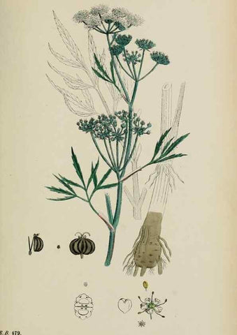 Reproducción/Reproduction 48717068748: English botany, or, Coloured figures of British plants /. London :R. Hardwicke,1863-1886.. 