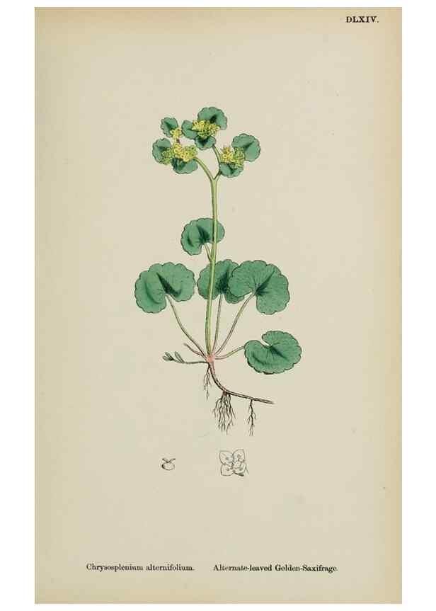 Reproducción/Reproduction 48717574157: English botany, or, Coloured figures of British plants /. London :R. Hardwicke,1863-1886.. 