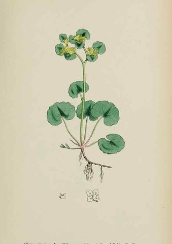 Reproducción/Reproduction 48717574157: English botany, or, Coloured figures of British plants /. London :R. Hardwicke,1863-1886.. 