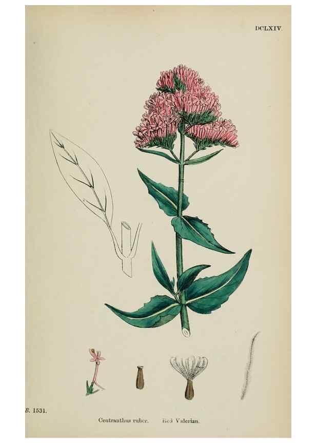 Reproducción/Reproduction 48717096153: English botany, or, Coloured figures of British plants /. London :R. Hardwicke,1863-1886.. 