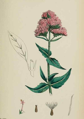 Reproducción/Reproduction 48717096153: English botany, or, Coloured figures of British plants /. London :R. Hardwicke,1863-1886.. 