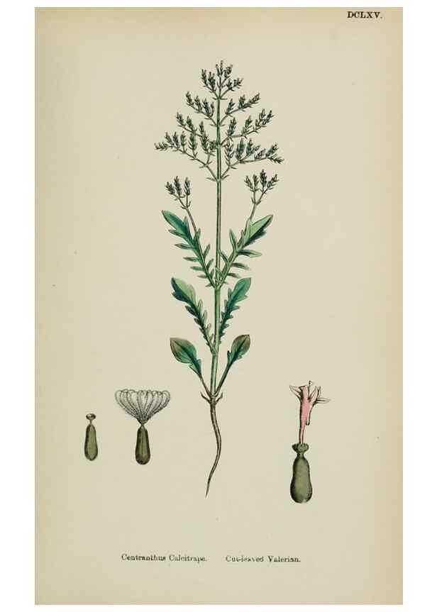 Reproducción/Reproduction 48717432316: English botany, or, Coloured figures of British plants /. London :R. Hardwicke,1863-1886.. 