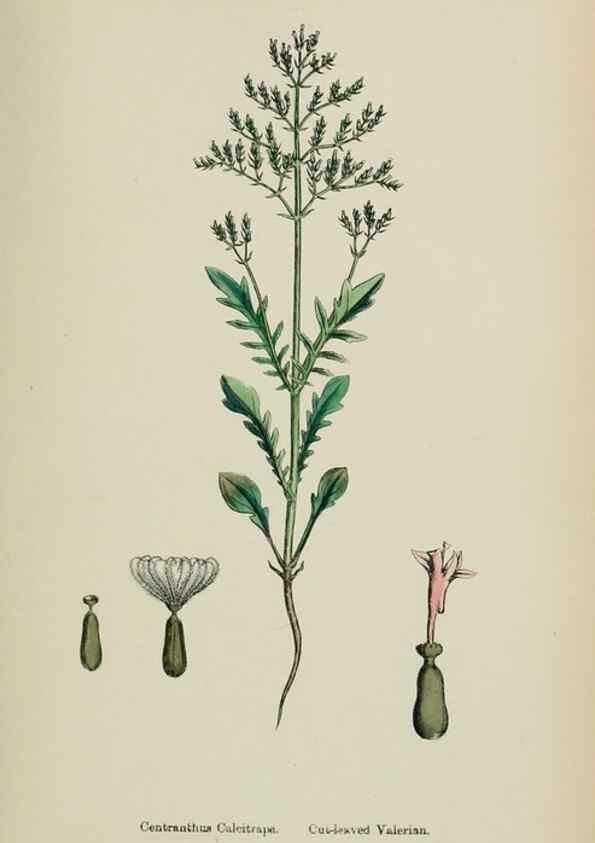 Reproducción/Reproduction 48717432316: English botany, or, Coloured figures of British plants /. London :R. Hardwicke,1863-1886.. 