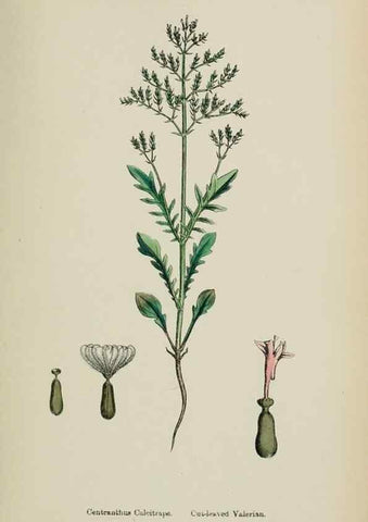 Reproducción/Reproduction 48717432316: English botany, or, Coloured figures of British plants /. London :R. Hardwicke,1863-1886.. 