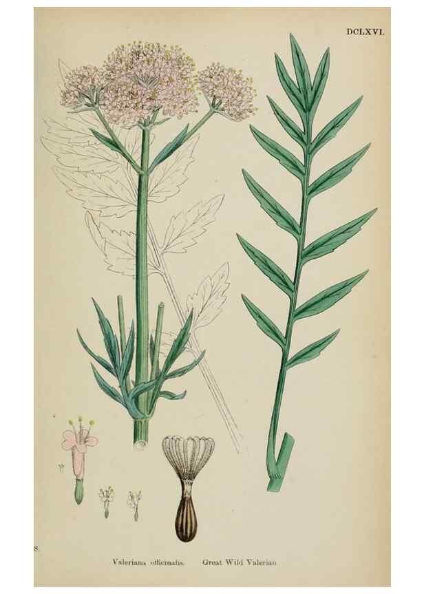 Reproducción/Reproduction 48717432571: English botany, or, Coloured figures of British plants /. London :R. Hardwicke,1863-1886.. 