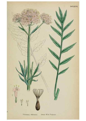 Reproducción/Reproduction 48717432571: English botany, or, Coloured figures of British plants /. London :R. Hardwicke,1863-1886.. 