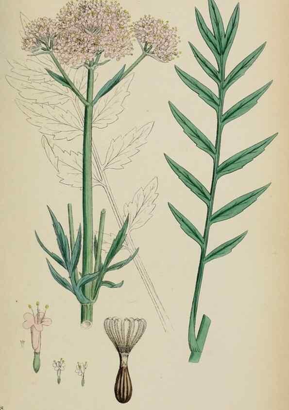 Reproducción/Reproduction 48717432571: English botany, or, Coloured figures of British plants /. London :R. Hardwicke,1863-1886.. 