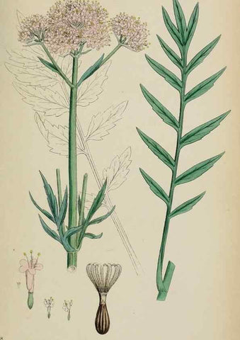 Reproducción/Reproduction 48717432571: English botany, or, Coloured figures of British plants /. London :R. Hardwicke,1863-1886.. 