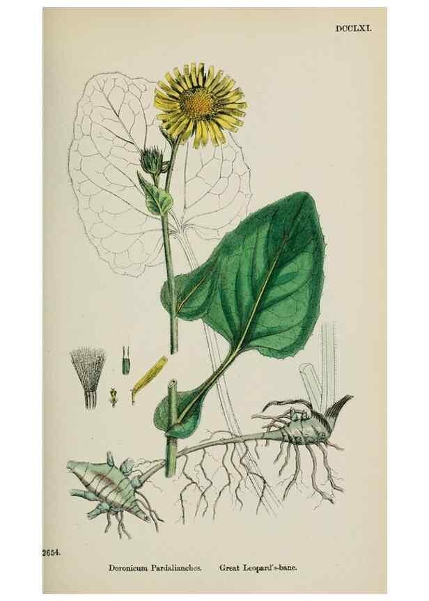 Reproducción/Reproduction 48717940017: English botany, or, Coloured figures of British plants /. London :R. Hardwicke,1863-1886.. 