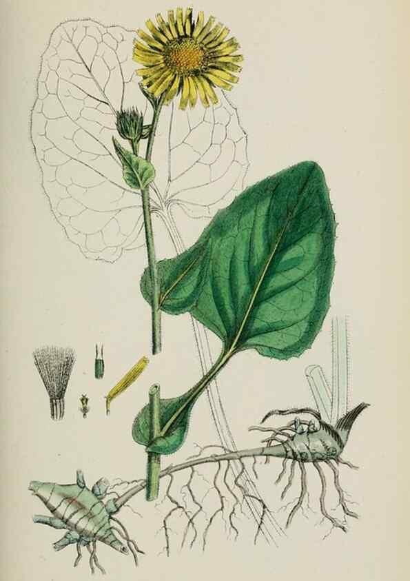 Reproducción/Reproduction 48717940017: English botany, or, Coloured figures of British plants /. London :R. Hardwicke,1863-1886.. 