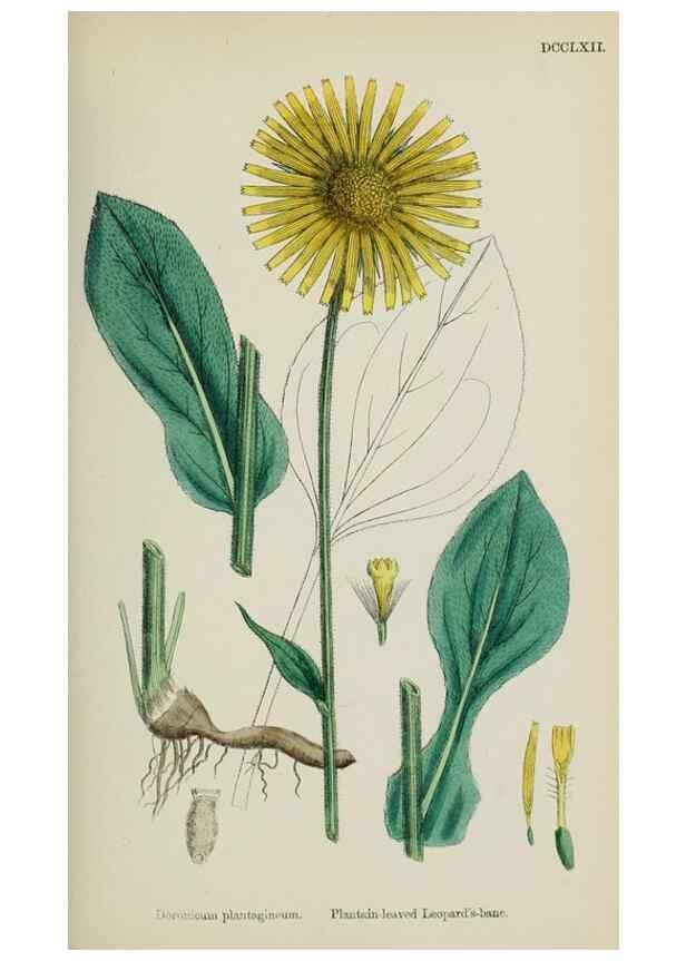 Reproducción/Reproduction 48717940397: English botany, or, Coloured figures of British plants /. London :R. Hardwicke,1863-1886.. 