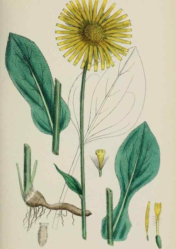 Reproducción/Reproduction 48717940397: English botany, or, Coloured figures of British plants /. London :R. Hardwicke,1863-1886.. 