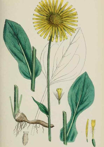 Reproducción/Reproduction 48717940397: English botany, or, Coloured figures of British plants /. London :R. Hardwicke,1863-1886.. 