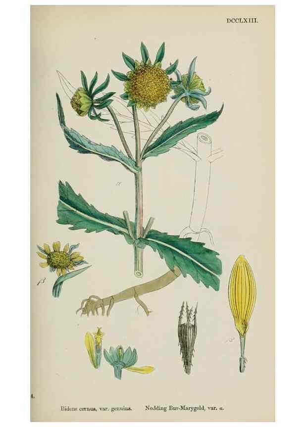 Reproducción/Reproduction 48717432998: English botany, or, Coloured figures of British plants /. London :R. Hardwicke,1863-1886.. 