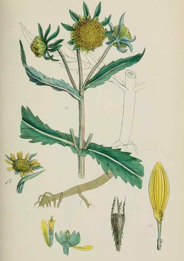 Reproducción/Reproduction 48717432998: English botany, or, Coloured figures of British plants /. London :R. Hardwicke,1863-1886.. 