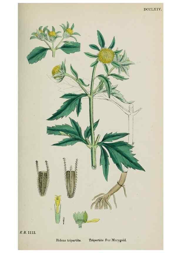 Reproducción/Reproduction 48717769901: English botany, or, Coloured figures of British plants /. London :R. Hardwicke,1863-1886.. 