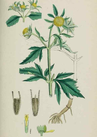 Reproducción/Reproduction 48717769901: English botany, or, Coloured figures of British plants /. London :R. Hardwicke,1863-1886.. 