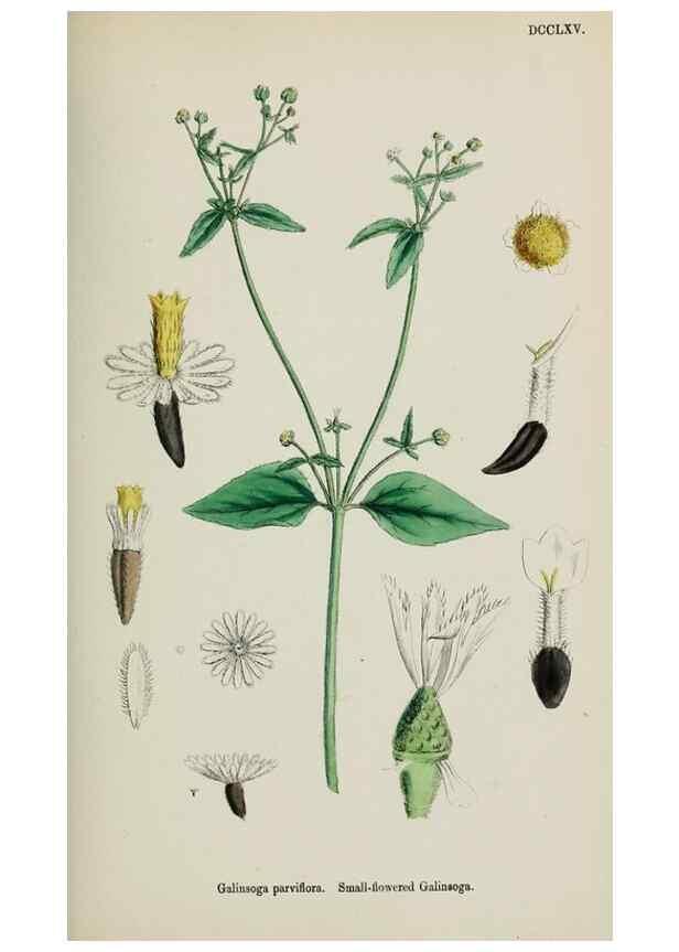 Reproducción/Reproduction 48717770221: English botany, or, Coloured figures of British plants /. London :R. Hardwicke,1863-1886.. 