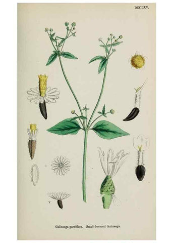 Reproducción/Reproduction 48717770221: English botany, or, Coloured figures of British plants /. London :R. Hardwicke,1863-1886.. 