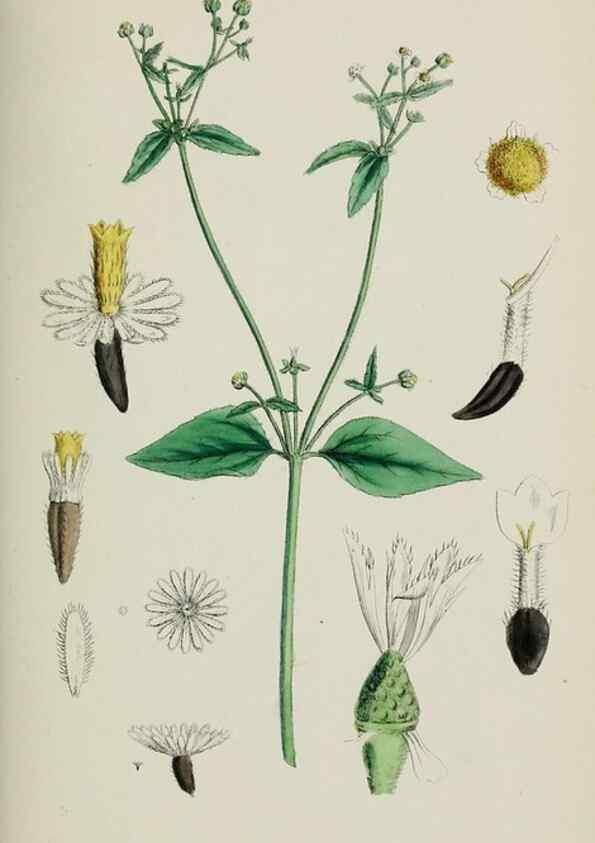 Reproducción/Reproduction 48717770221: English botany, or, Coloured figures of British plants /. London :R. Hardwicke,1863-1886.. 